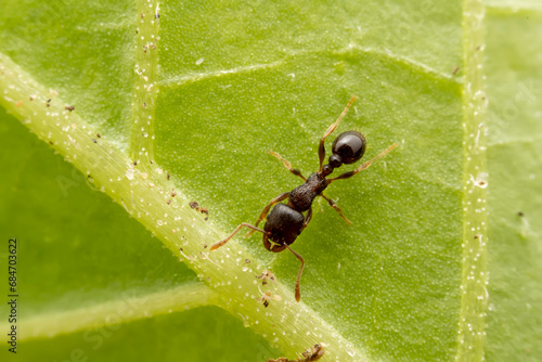 ant inhabiting on the leaves of wild plants © zhang yongxin