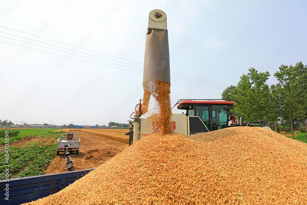 The harvester is unloading wheat grains in the field, North China