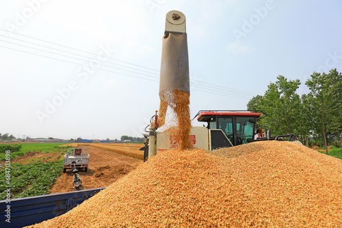 Obraz na płótnie The harvester is unloading wheat grains in the field, North China w salonie
