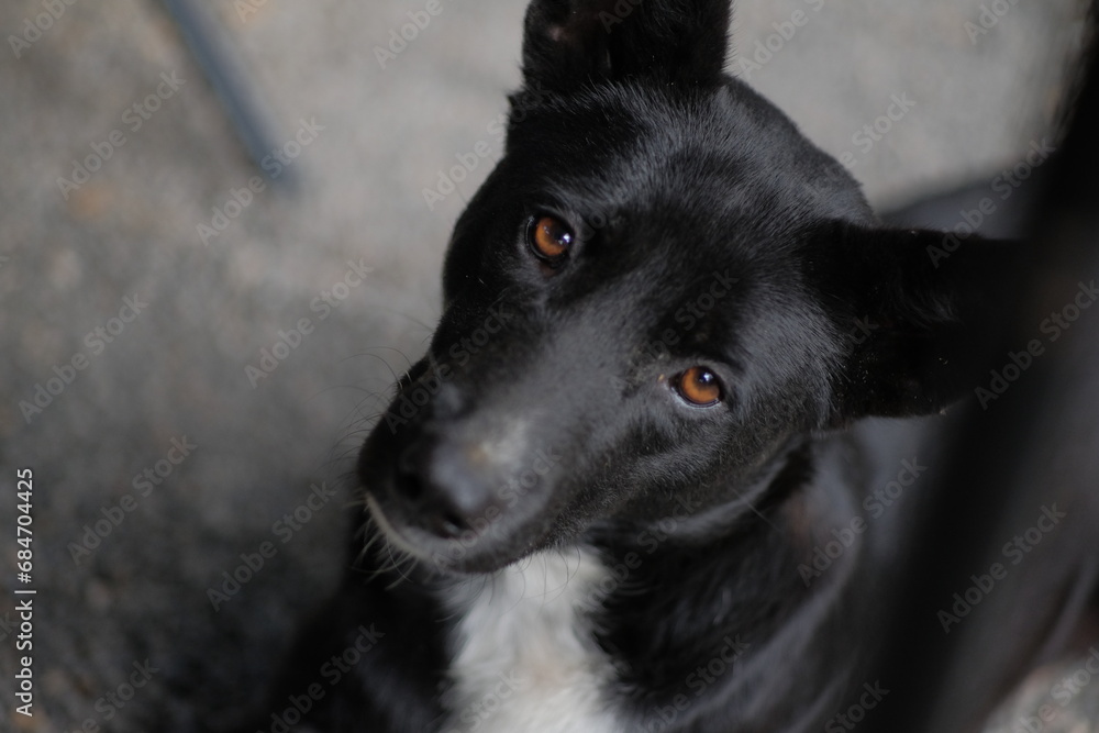 black big dog sitting looking at you black big dog sitting looking at you