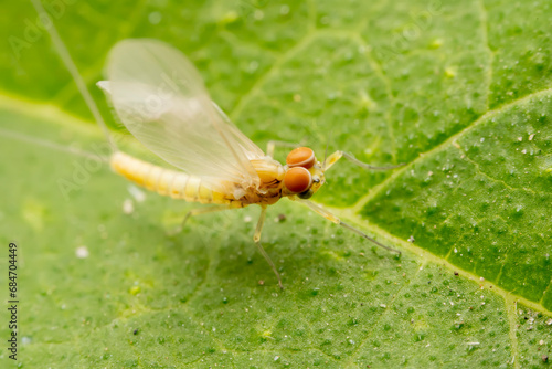 mayfly inhabiting on the leaves of wild plants photo