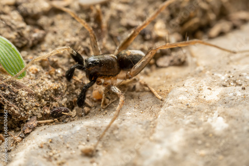 spider inhabiting on the leaves of wild plants