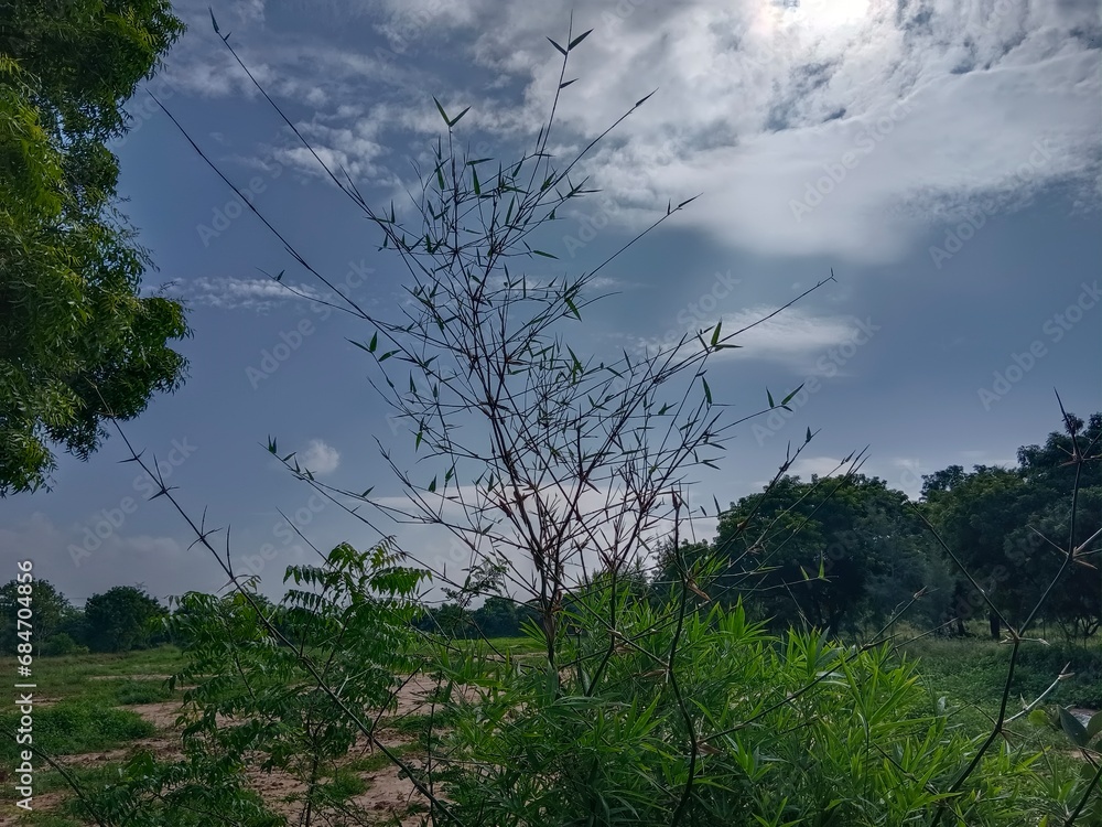 Obraz premium trees and clouds with Bamboo leaves