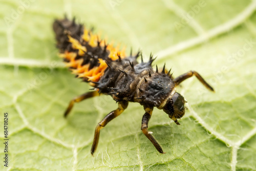 Ladybug larvae inhabit the leaves of wild plants