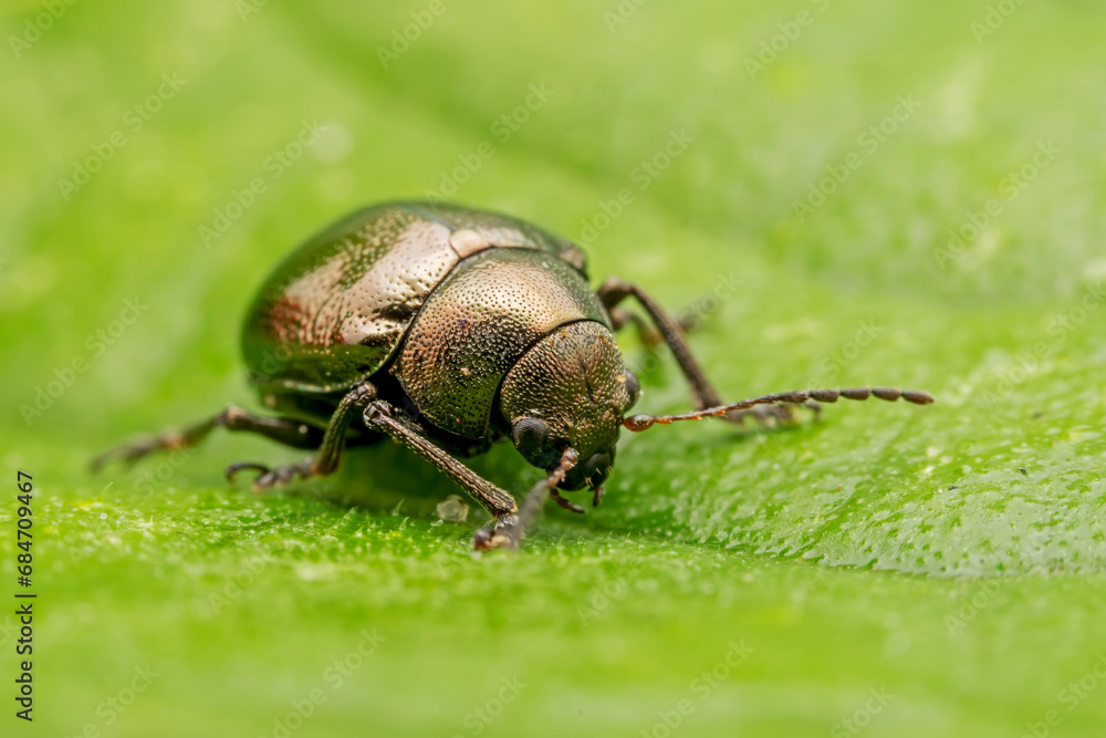 Leaf beetle larvae inhabiting on the leaves of wild plants Leaf beetle larvae inhabiting on the leaves of wild plants