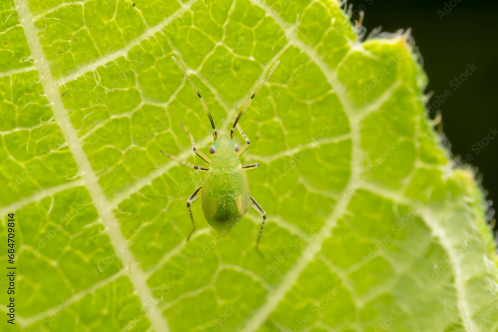 The stinkbug family insects inhabit wild plants The stinkbug family insects inhabit wild plants
