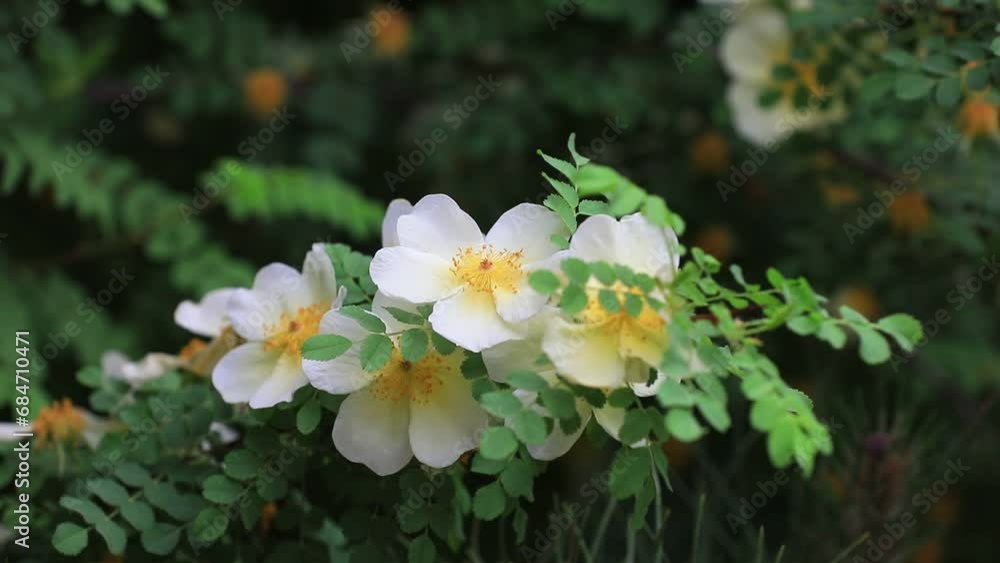 Rosa davurica flowers in botanical garden, North China Rosa davurica flowers in botanical garden, North China