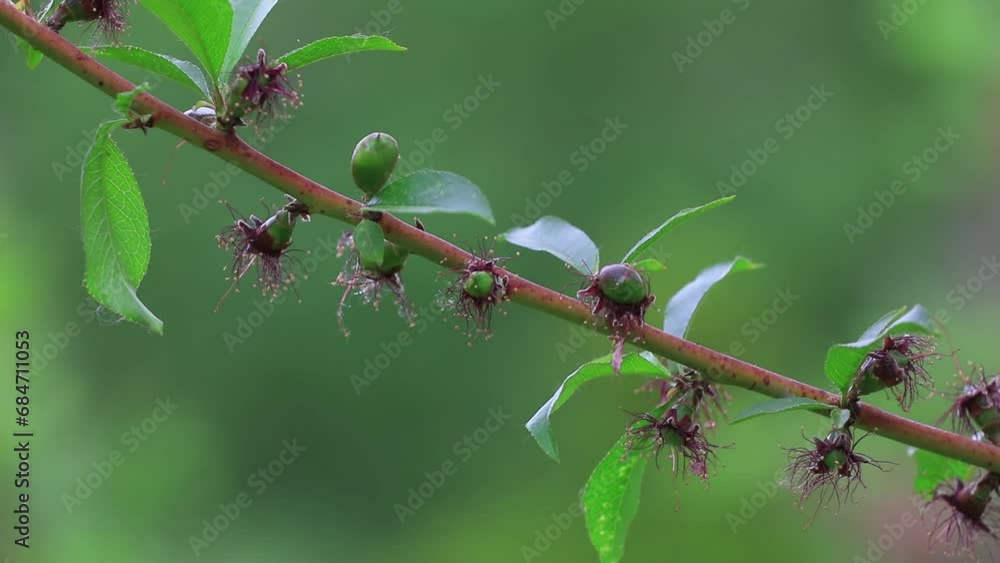 Young peaches on branches in botanical garden, North China Young peaches on branches in botanical garden, North China