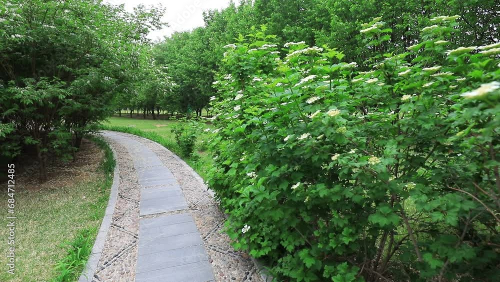European pods in botanical garden, North China European pods in botanical garden, North China