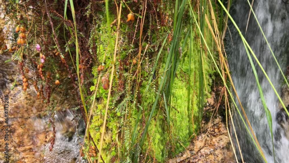 small mountain river with crystal clear water. Water flows over the stream small mountain river with crystal clear water. Water flows over the stream
