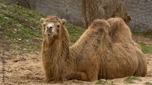 Wielbłąd warszawa zoo