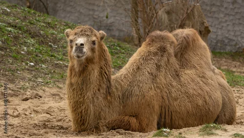 Fototapeta samoprzylepna Wielbłąd warszawa zoo