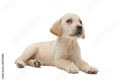 puppy labrador isolated on white background