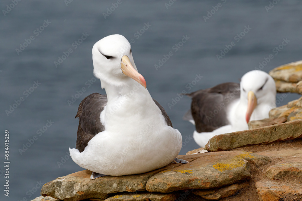 Fototapeta premium Black browed Albatross's on cliff top colony