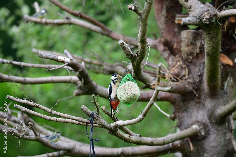 Great woodpecker hanging on tallow ball on the branch in the garden