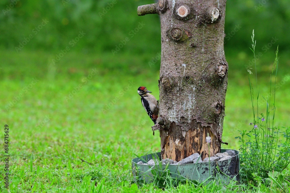 Greatwoodpecker looking for food in the grass together with eurasian jay