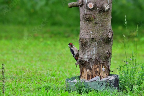Obraz na płótnie Greatwoodpecker looking for food in the grass together with eurasian jay w salonie