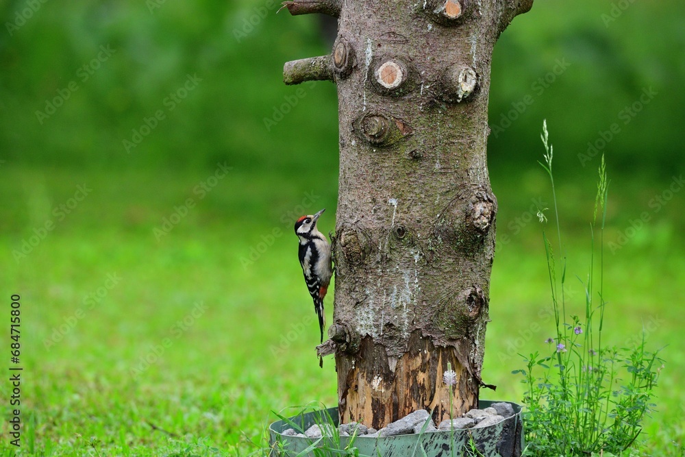 Great woodpecker climbing high the tree in the garden