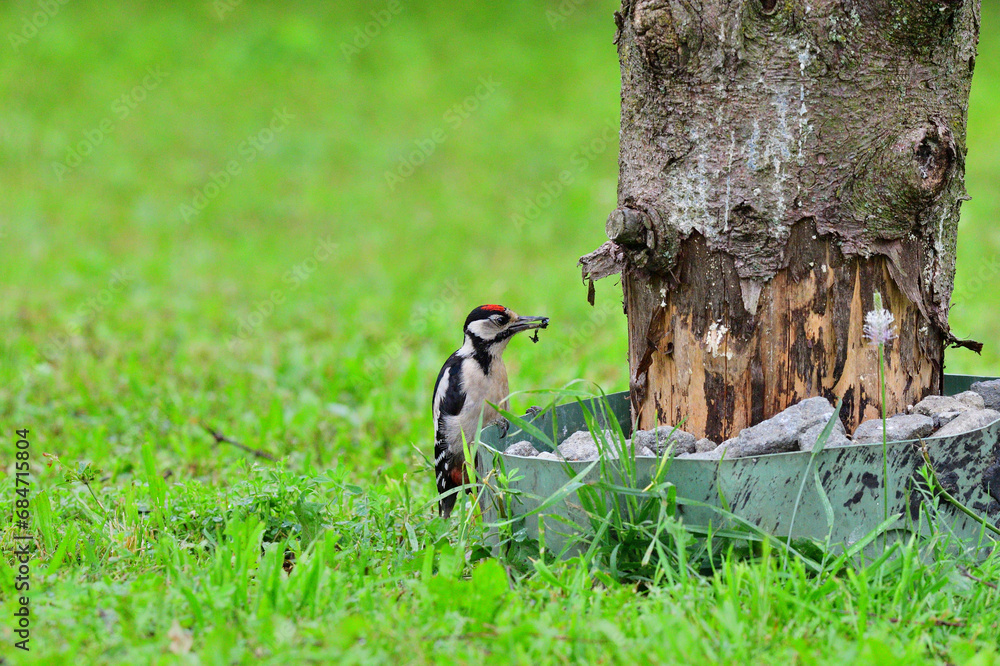 Great woodpecker climbing high the tree in the garden