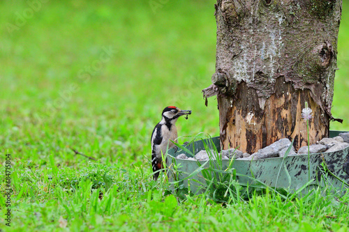 Obraz na płótnie Great woodpecker climbing high the tree in the garden w salonie