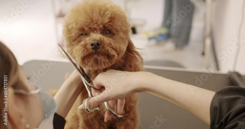 Professional Pet groomer making cute Poodle dog haircut with scissors. The amusing canine sat calmly at the grooming salon or veterinary clinic. Cute poodle dog getting haircut. photo