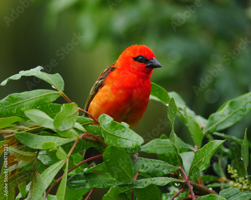Vibrant red bird perching in natural environment - Mauritius Foudia 
