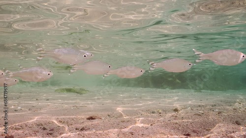 Close up of school of shiny Barred flagtail, Fiveband flagtail or Five-bar flagtail (Kuhlia mugil) swims on shallow over sandy bottom under surface in sunlight, slow motion. photo