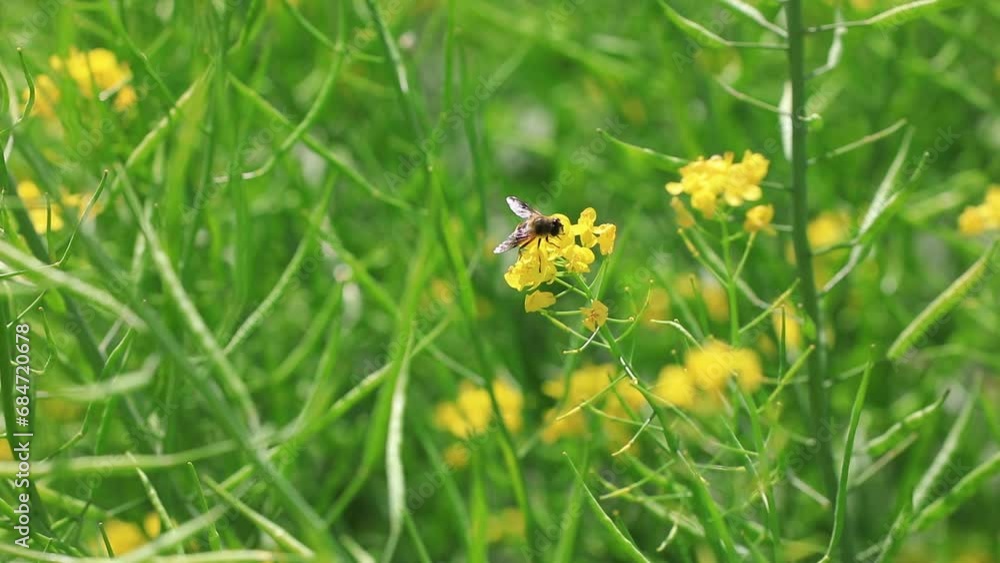 Aphidophiles collect nectar from rape flowers in North China Aphidophiles collect nectar from rape flowers in North China