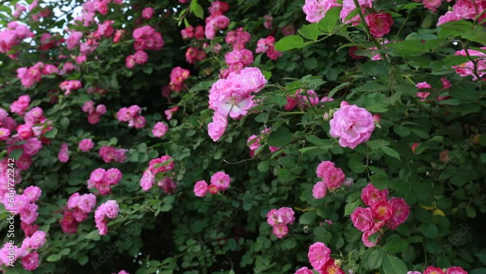 Blooming roses in the botanical garden, North China Blooming roses in the botanical garden, North China