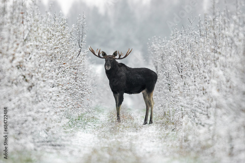 Mammal - bull moose winter (Alces)