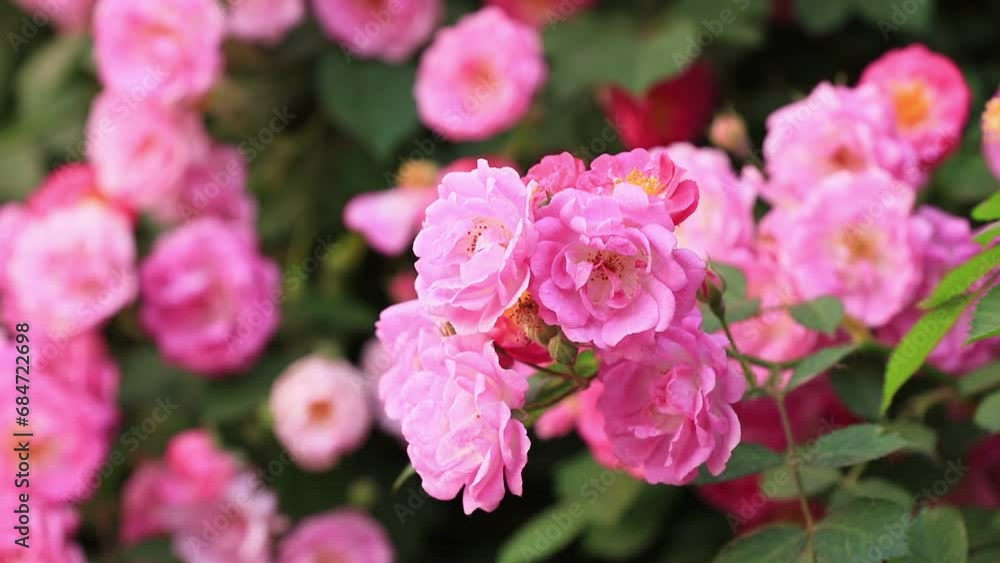 Blooming roses in the botanical garden, North China Blooming roses in the botanical garden, North China