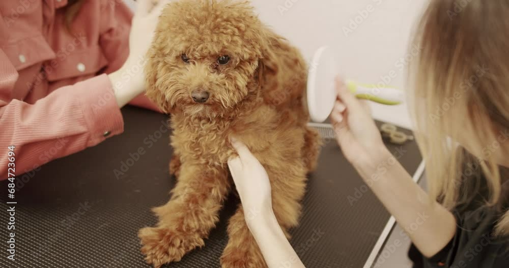 Groomer combs hair of small cute puppy poodle. Woman doing hairstyle pet hairdresser, grooming salon. The amusing canine sat calmly at the grooming salon or veterinary clinic. Groomer combs hair of small cute puppy poodle. Woman doing hairstyle pet hairdresser, grooming salon. The amusing canine sat calmly at the grooming salon or veterinary clinic.