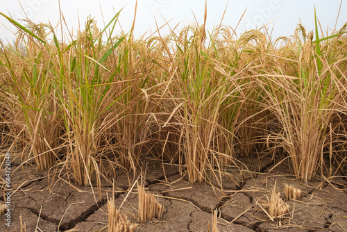 Obraz na płótnie Paddy plant in the field, harvesting season