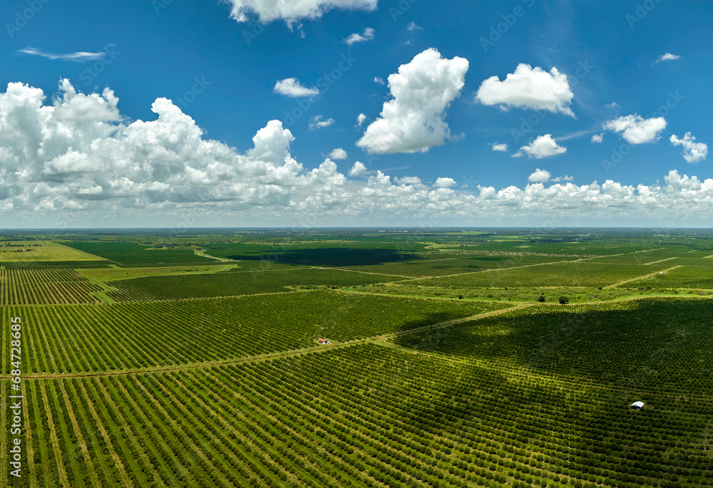 Aerial view of Florida farmlands with rows of orange grove trees growing on a sunny day - obrazy, fototapety, plakaty 
