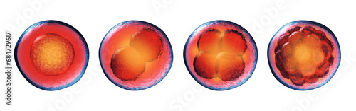 Early stages of embryonic development (embryogenesis) isolated on white. Fertilized egg, 2-cell,4-cell and morula. Cell division (cleavage) and embryo formation.	 photo