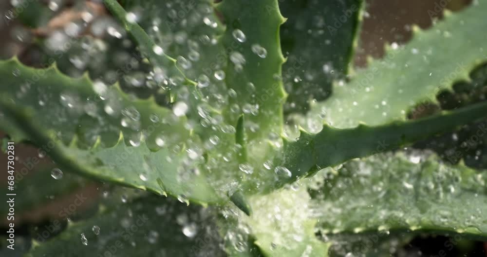 Super slow motion macro of splashing crystal clear water drops are falling on green fresh organic aloe vera plant. Super slow motion macro of splashing crystal clear water drops are falling on green fresh organic aloe vera plant.