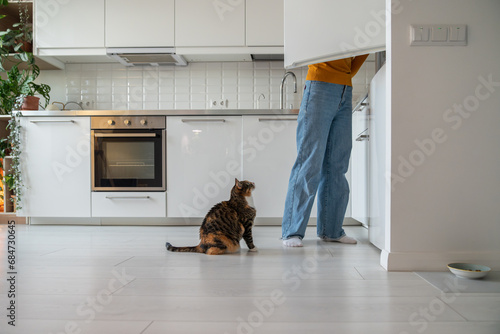 Quadro su tela Domestic cat begging waiting for food from refrigerator sitting on floor on kitchen at home looking at pet owner