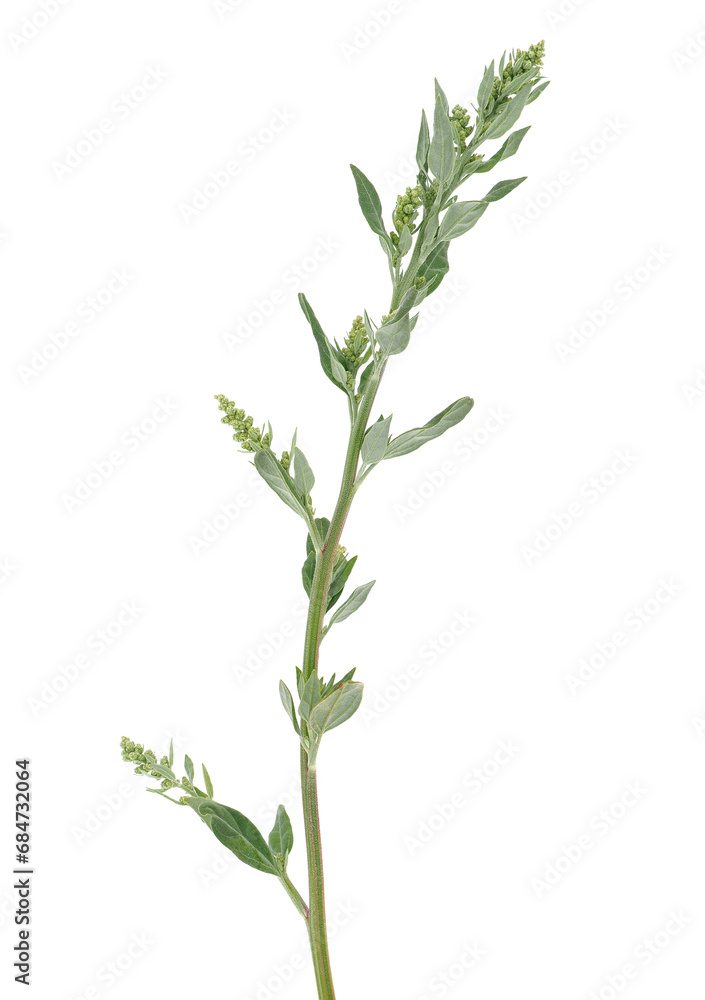 Fototapeta premium White goosefoot isolated on white background, Chenopodium album
