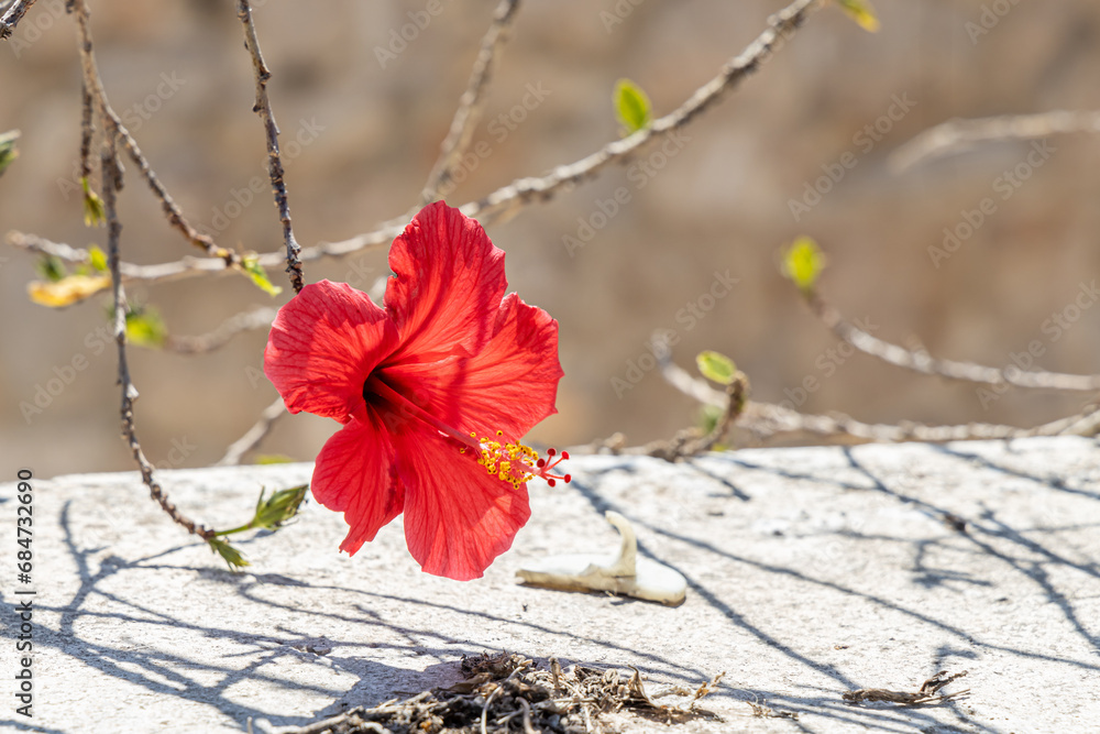 A bright red hibiscus flower with green burgeons is in the spring garden A bright red hibiscus flower with green burgeons is in the spring garden