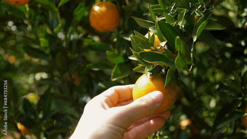 Growth and harvest in fruit garden, showcasing citrus trees with ripe oranges or tangerines. Organic, sustainable agriculture, fresh, healthy fruits with bright colors and delicious flavor. Growth and harvest in fruit garden, showcasing citrus trees with ripe oranges or tangerines. Organic, sustainable agriculture, fresh, healthy fruits with bright colors and delicious flavor.