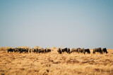 Herd of blue wildebeest grazing in golden bush and chalky blue sky of Etosha dry season, Etosha National Park, Namibia