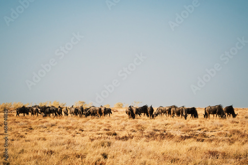 Herd of blue wildebeest grazing in golden bush and chalky blue sky of Etosha dry season, Etosha National Park, Namibia © Maurizio De Mattei
