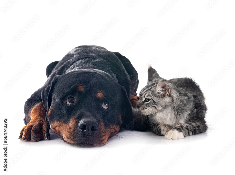 Fototapeta premium maine coon kitten and rottweiler