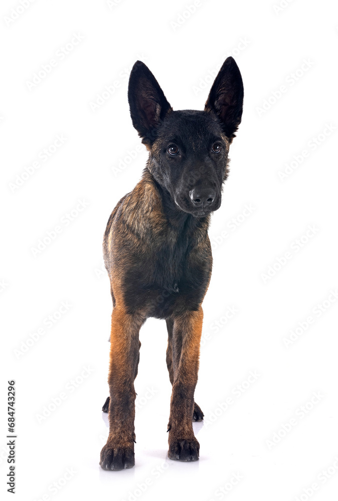puppy malinois in studio puppy malinois in studio
