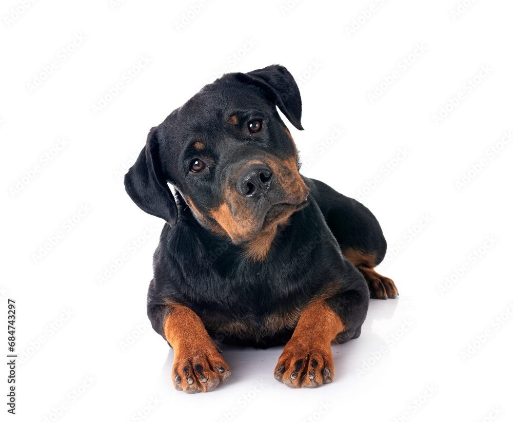 rottweiler in studio rottweiler in studio