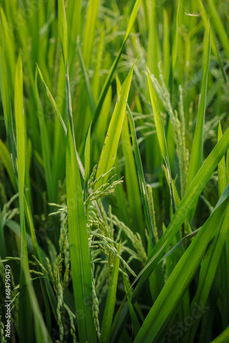 Close up Rice plant