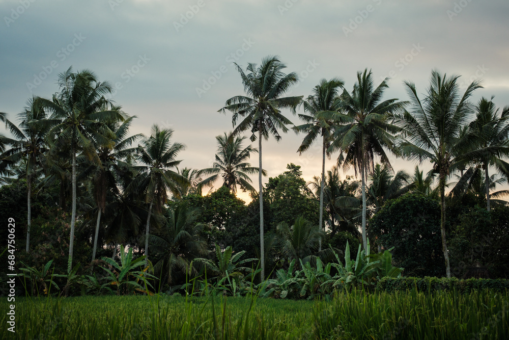 View of coconut tree with sunset at Ubud countryside 