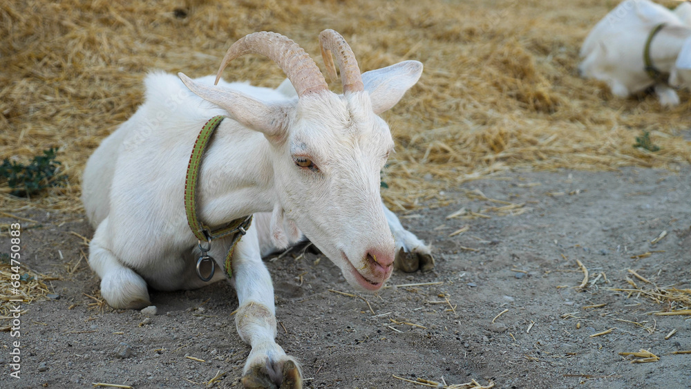 Fototapeta premium Close-up of a white goat lying on the ground and chewing grass. Hay is scattered in the background. Summer in the countryside. Cattle in the countryside.