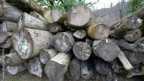 Stacked Pile of Sawn Wooden Stumps in Natural Setting