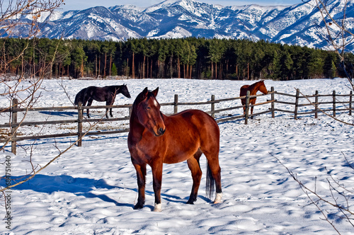 Three horses standing in snow-covered fields in wintry Bozeman, Montana, USA
